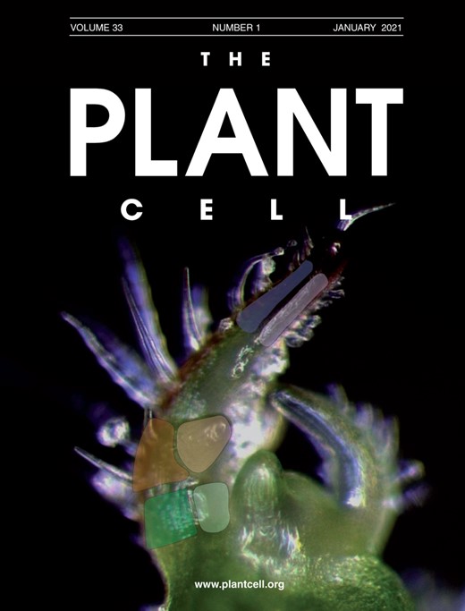 The Plant Cell journal cover, Volume 33, January 2021